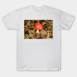 klb magical mushroom T-Shirt